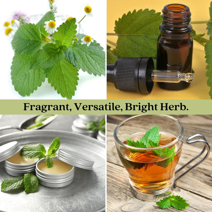 Lemon Balm (Melissa officinalis) | Two Live Garden Plants | Non-GMO, Bee Favorite, Perennial in Zones 4 to 9