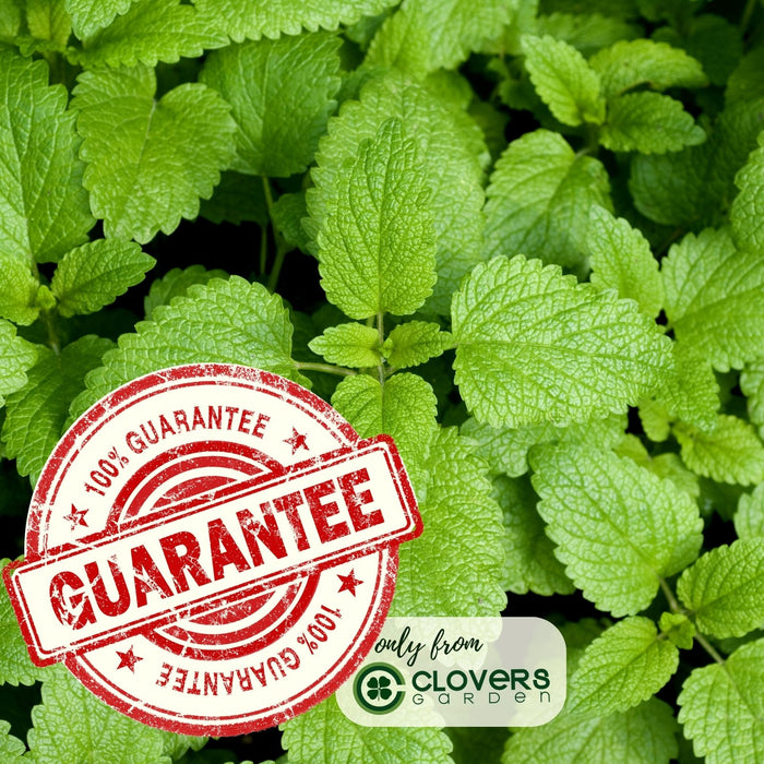 Lemon Balm (Melissa officinalis) | Two Live Garden Plants | Non-GMO, Bee Favorite, Perennial in Zones 4 to 9