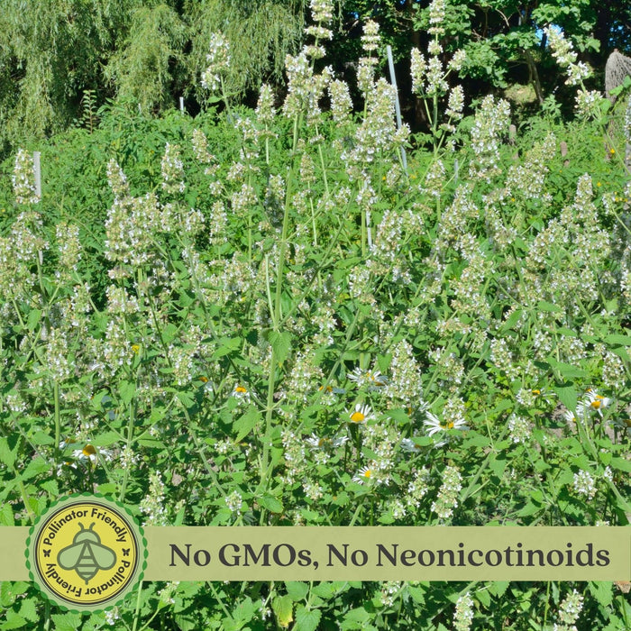 Lemon Balm (Melissa officinalis) | Two Live Garden Plants | Non-GMO, Bee Favorite, Perennial in Zones 4 to 9