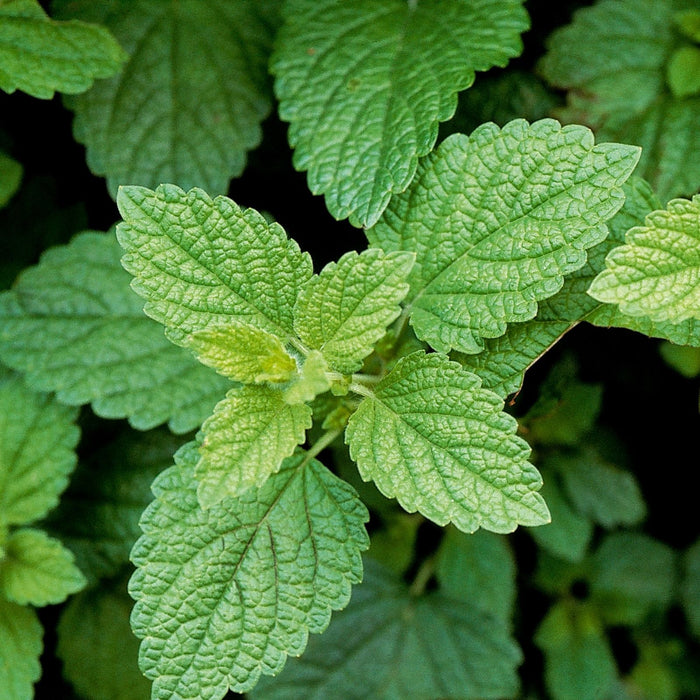 Lemon Balm (Melissa officinalis) | Two Live Garden Plants | Non-GMO, Bee Favorite, Perennial in Zones 4 to 9