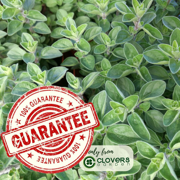 Sweet Marjoram | Two Live Herb Plants | Non-GMO, Use in Soups, Stews & Italian Dishes