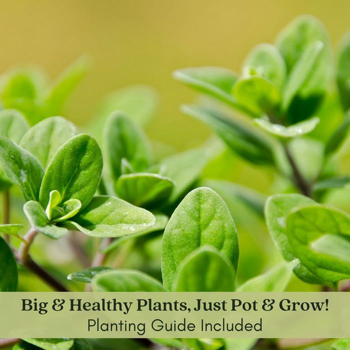 Sweet Marjoram | Two Live Herb Plants | Non-GMO, Use in Soups, Stews & Italian Dishes