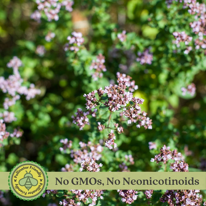 Sweet Marjoram | Two Live Herb Plants | Non-GMO, Use in Soups, Stews & Italian Dishes