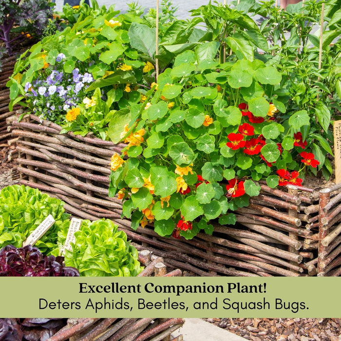 Nasturtium | Two Live Garden Plants | Non-GMO, Deliciously Edible!