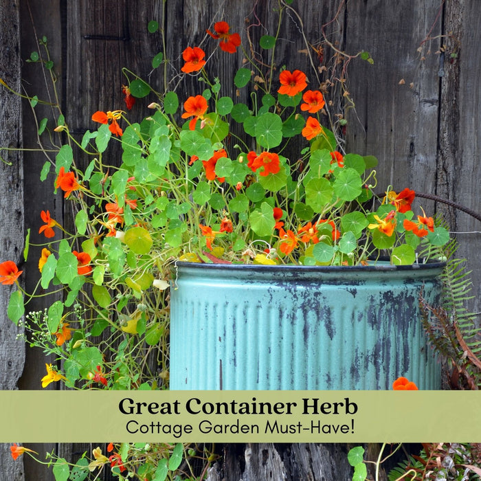 Nasturtium | Two Live Garden Plants | Non-GMO, Deliciously Edible!