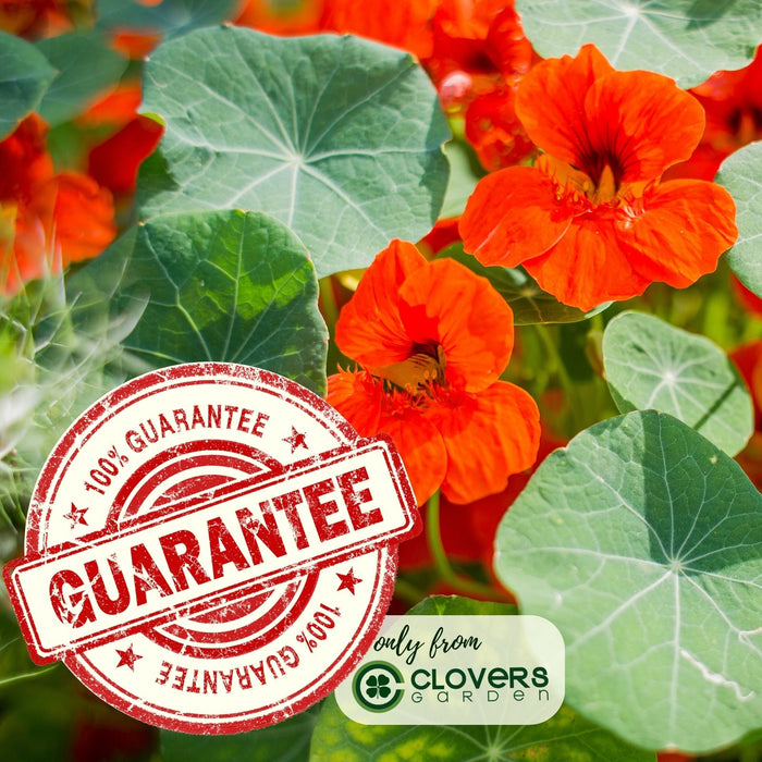 Nasturtium | Two Live Garden Plants | Non-GMO, Deliciously Edible!