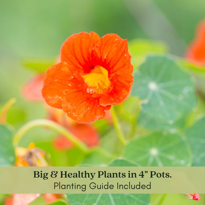 Nasturtium | Two Live Garden Plants | Non-GMO, Deliciously Edible!