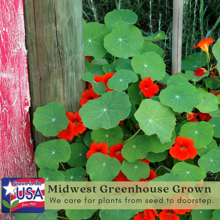 Nasturtium | Two Live Garden Plants | Non-GMO, Deliciously Edible!