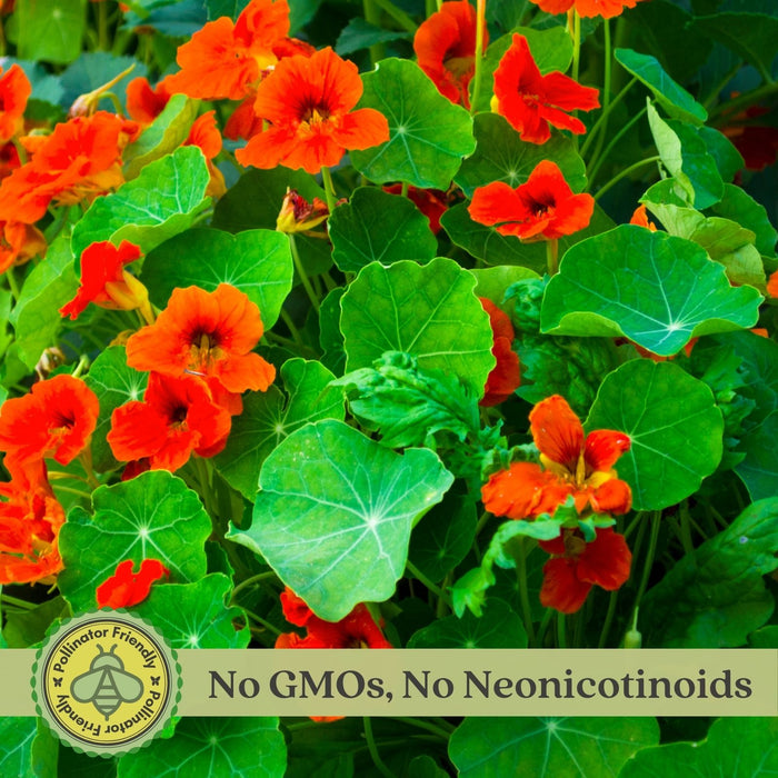Nasturtium | Two Live Garden Plants | Non-GMO, Deliciously Edible!