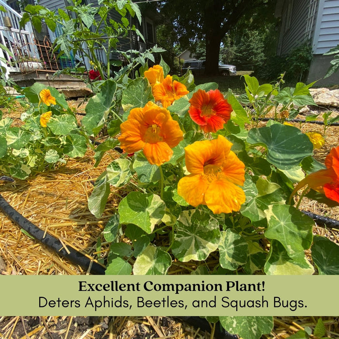Variegated Nasturtium (Alaska) | Two Live Garden Plants | Non-GMO, Deliciously Edible, Trap Plant for Veggie Gardens!