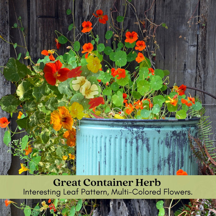 Variegated Nasturtium (Alaska) | Two Live Garden Plants | Non-GMO, Deliciously Edible, Trap Plant for Veggie Gardens!