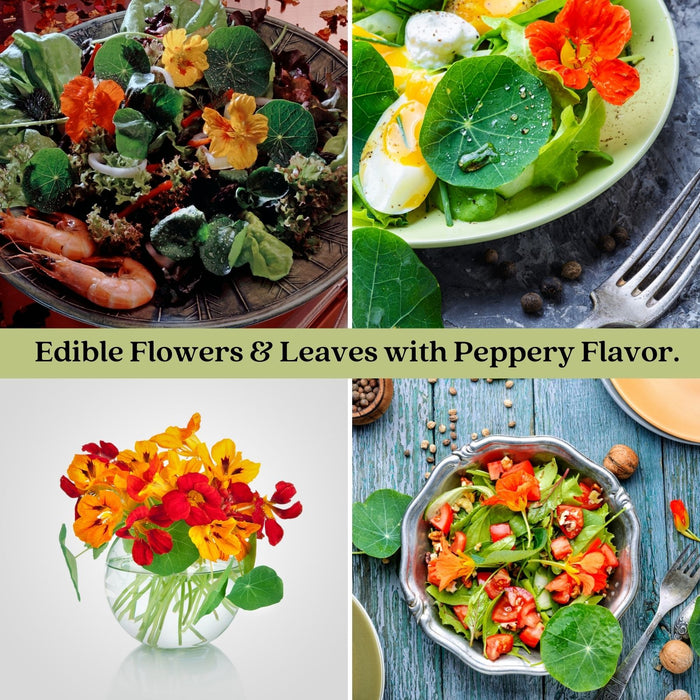 Variegated Nasturtium (Alaska) | Two Live Garden Plants | Non-GMO, Deliciously Edible, Trap Plant for Veggie Gardens!