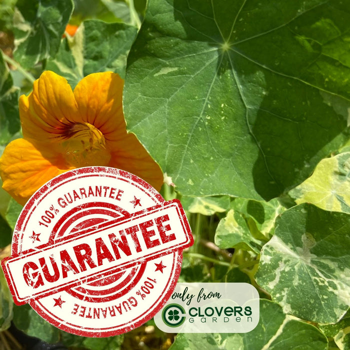 Variegated Nasturtium (Alaska) | Two Live Garden Plants | Non-GMO, Deliciously Edible, Trap Plant for Veggie Gardens!