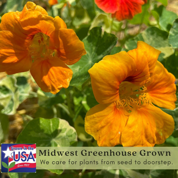 Variegated Nasturtium (Alaska) | Two Live Garden Plants | Non-GMO, Deliciously Edible, Trap Plant for Veggie Gardens!