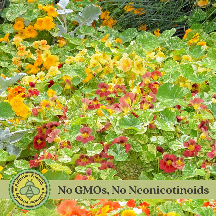 Variegated Nasturtium (Alaska) | Two Live Garden Plants | Non-GMO, Deliciously Edible, Trap Plant for Veggie Gardens!