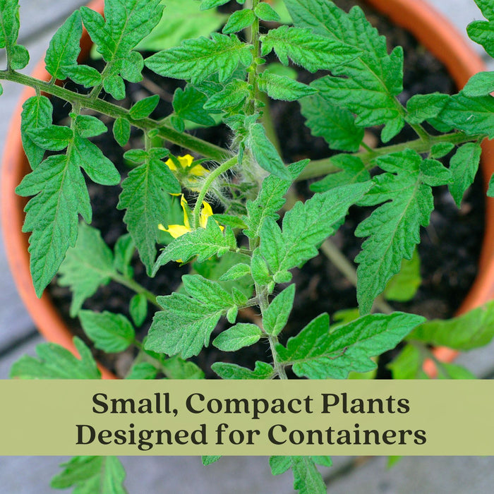 Patio Tomato Plants | Two Live Garden Plant | Non-GMO, Determinate, Top Choice for Containers