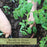 Patio Tomato Plants | Two Live Garden Plant | Non-GMO, Determinate, Top Choice for Containers