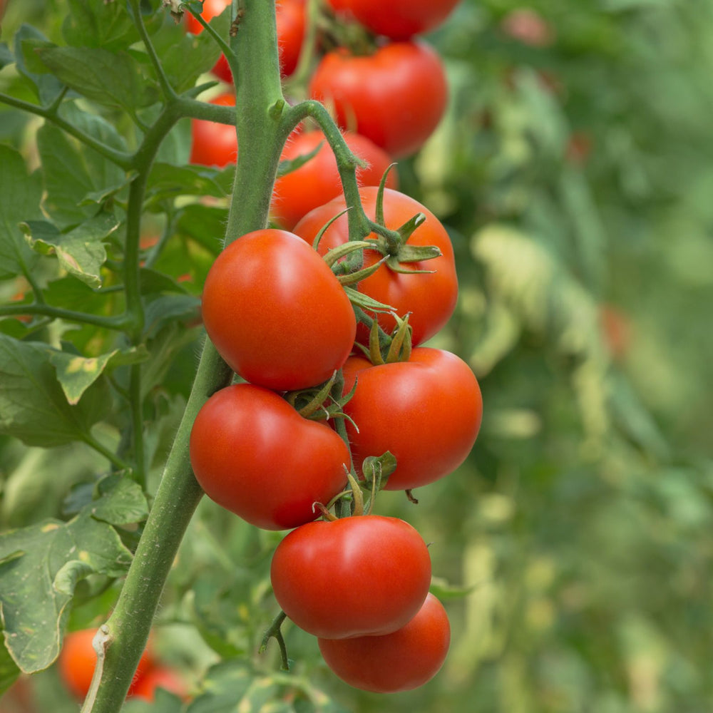 Patio Tomato Plants | Two Live Garden Plant | Non-GMO, Determinate, Top Choice for Containers