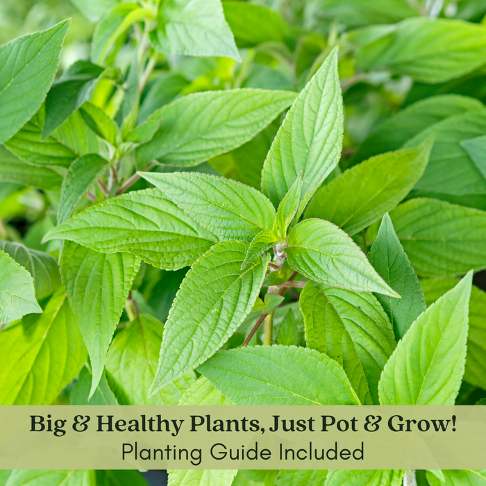 Pineapple Sage | Two Live Herb Plants | Non-GMO, Pollinator Favorite, Gorgeous Red Blossoms