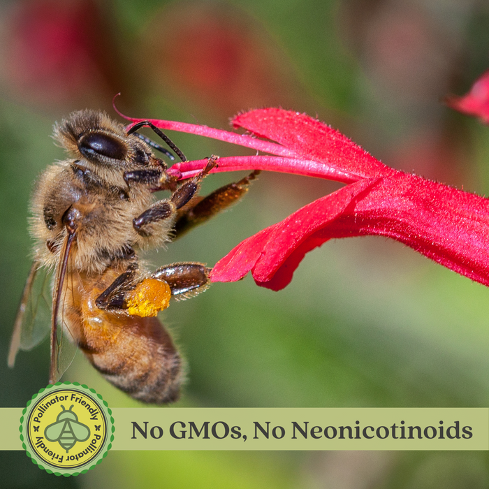 Pineapple Sage | Two Live Herb Plants | Non-GMO, Pollinator Favorite, Gorgeous Red Blossoms