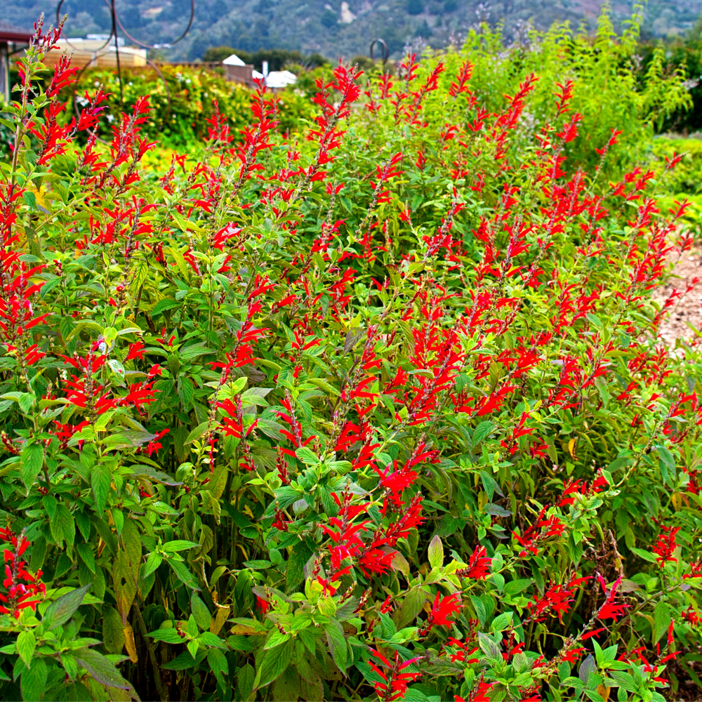 Pineapple Sage | Two Live Herb Plants | Non-GMO, Pollinator Favorite, Gorgeous Red Blossoms