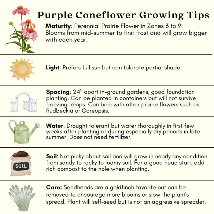 Coneflower (Echinacea Purpurea) Purple | Two Live Plants | Non-GMO, Hardy Flowering Perennial, Pollinator Favorite