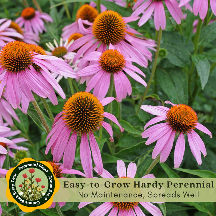 Coneflower (Echinacea Purpurea) Purple | Two Live Plants | Non-GMO, Hardy Flowering Perennial, Pollinator Favorite