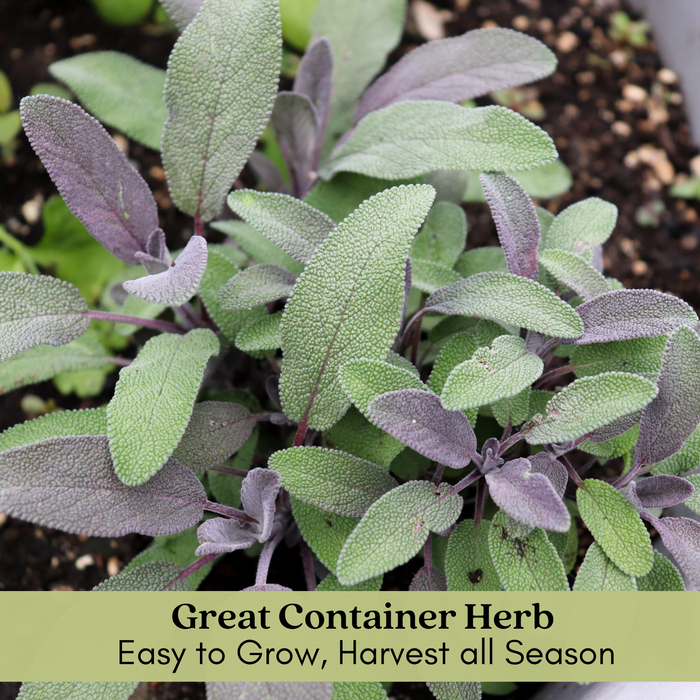 Purple Sage | Two Live Herb Plants | Non GMO, Pollinator Favorite, Deer Repellent