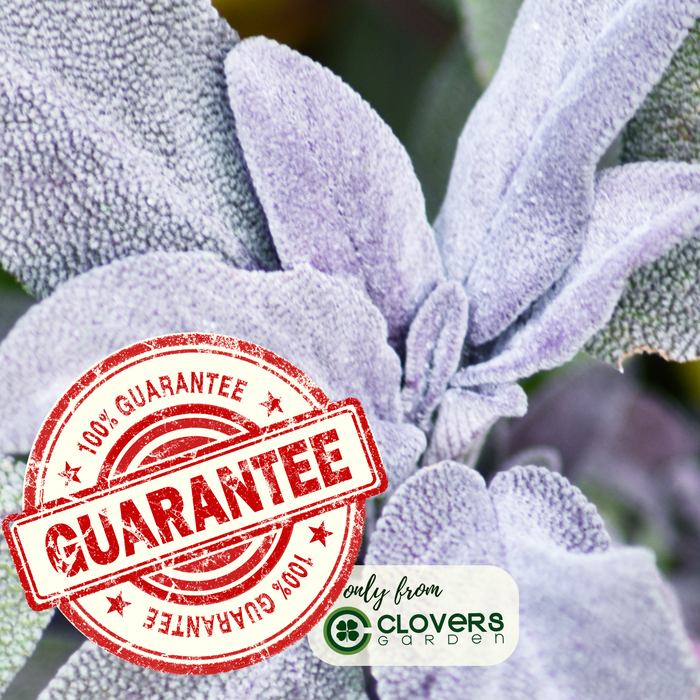 Purple Sage | Two Live Herb Plants | Non GMO, Pollinator Favorite, Deer Repellent