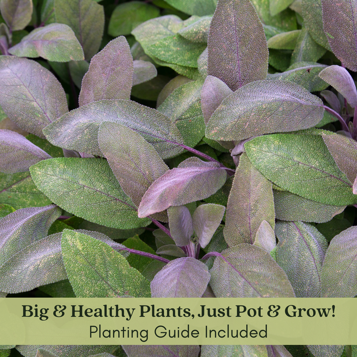 Purple Sage | Two Live Herb Plants | Non GMO, Pollinator Favorite, Deer Repellent