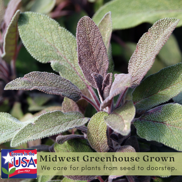 Purple Sage | Two Live Herb Plants | Non GMO, Pollinator Favorite, Deer Repellent