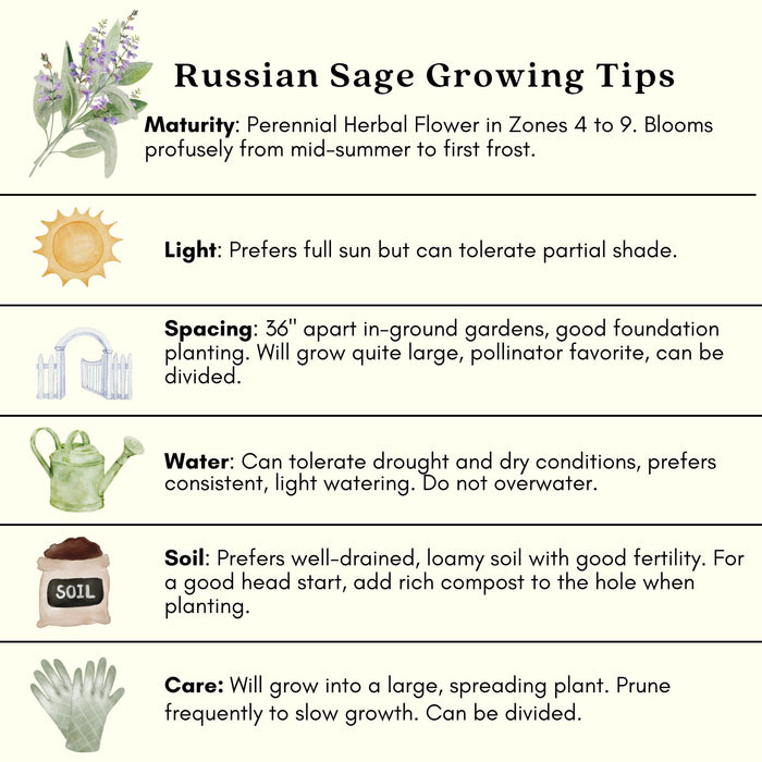 Russian Sage | Two Live Plants | Non-GMO, Hardy Flowering Perennial, Pollinator Favorite, Drought Tolerant