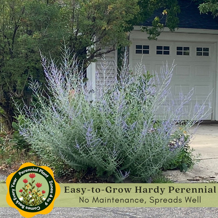 Russian Sage | Two Live Plants | Non-GMO, Hardy Flowering Perennial, Pollinator Favorite, Drought Tolerant
