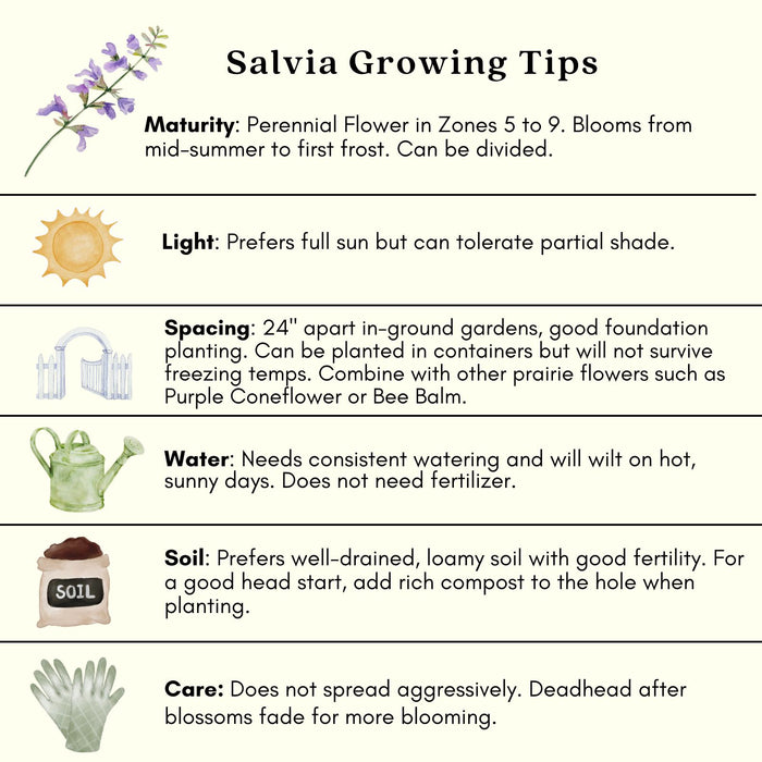 Salvia | Two Live Plants | Non-GMO, Hardy Flowering Perennial, Hummingbird Favorite