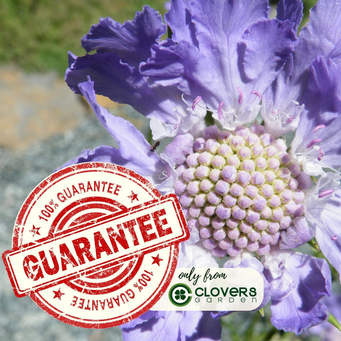 Scabiosa Butterfly Blue (Pincushion) | Two Live Perennial Plants | Non-GMO, Low Growth, Great for Edging, Blooms Spring to Fall