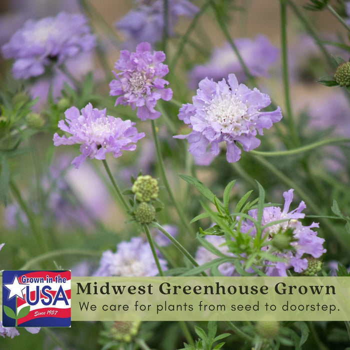 Scabiosa Butterfly Blue (Pincushion) | Two Live Perennial Plants | Non-GMO, Low Growth, Great for Edging, Blooms Spring to Fall