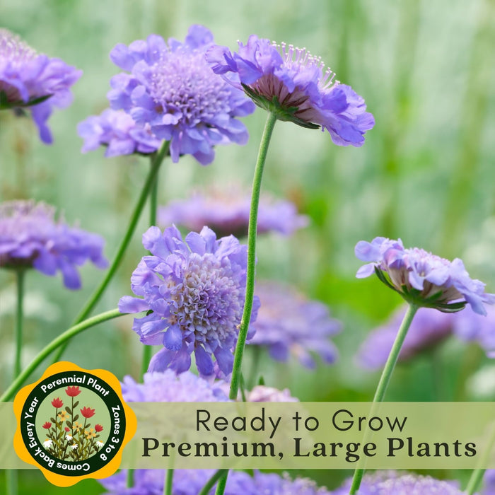 Scabiosa Butterfly Blue (Pincushion) | Two Live Perennial Plants | Non-GMO, Low Growth, Great for Edging, Blooms Spring to Fall