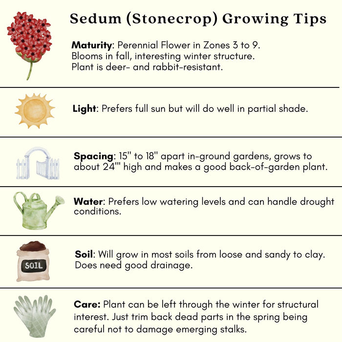 Sedum Autumn Fire | Two Live Perennial Plants | Non-GMO, Fall Flowers, Sturdy Stems, Butterfly Favorite, Rabbit Resistant