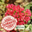 Sedum Autumn Fire | Two Live Perennial Plants | Non-GMO, Fall Flowers, Sturdy Stems, Butterfly Favorite, Rabbit Resistant