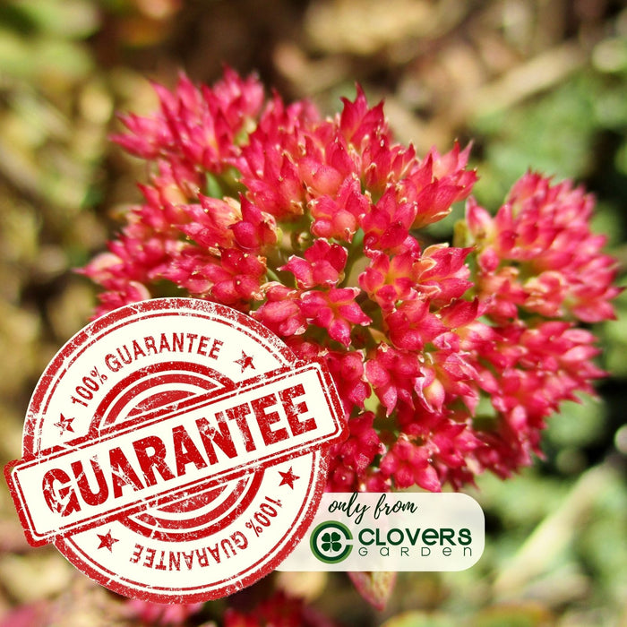 Sedum Autumn Fire | Two Live Perennial Plants | Non-GMO, Fall Flowers, Sturdy Stems, Butterfly Favorite, Rabbit Resistant