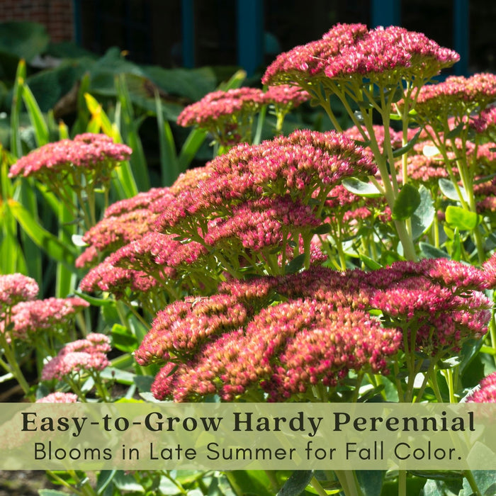 Sedum Autumn Fire | Two Live Perennial Plants | Non-GMO, Fall Flowers, Sturdy Stems, Butterfly Favorite, Rabbit Resistant