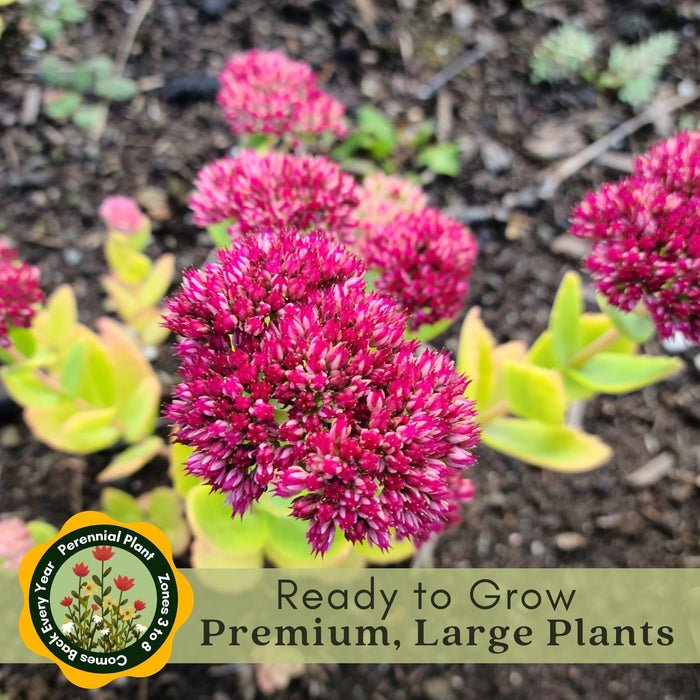 Sedum Autumn Fire | Two Live Perennial Plants | Non-GMO, Fall Flowers, Sturdy Stems, Butterfly Favorite, Rabbit Resistant
