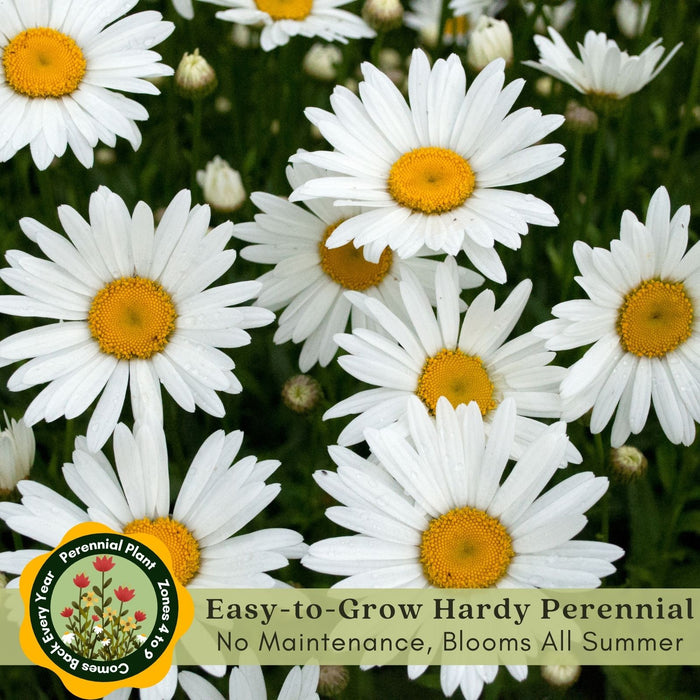 Shasta Daisy (Leucanthemum) | Two Live Plants | Non-GMO, Hardy Flowering Perennial, Pollinator Favorite