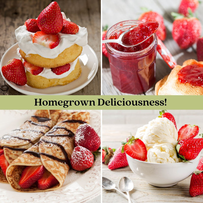 Super Sweet Everbearing Strawberry | Two Live Garden Plants | Non-GMO, Handles Heat Well