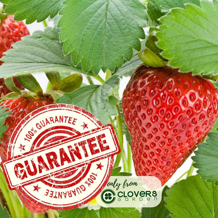 Super Sweet Everbearing Strawberry | Two Live Garden Plants | Non-GMO, Handles Heat Well