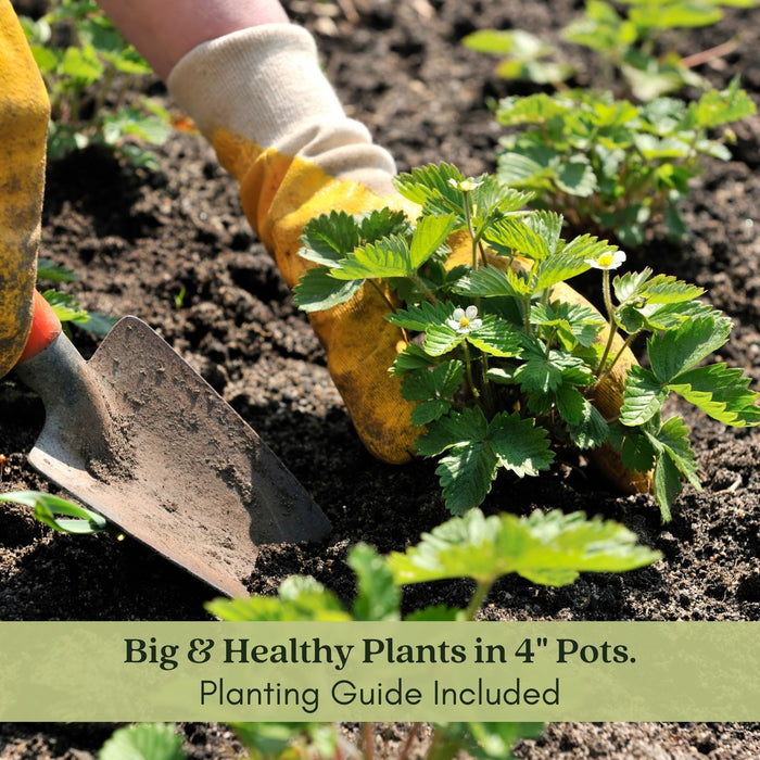Super Sweet Everbearing Strawberry | Two Live Garden Plants | Non-GMO, Handles Heat Well
