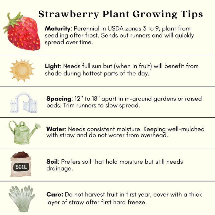 Toscana Strawberry Plant | Two Live Garden Plants | Non-GMO, Day-Neutral Variety, Deep Pink Blossoms