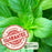 Sweet Basil | Two Live Herb Plants | Non GMO, Gardener Favorite, Harvest All Season
