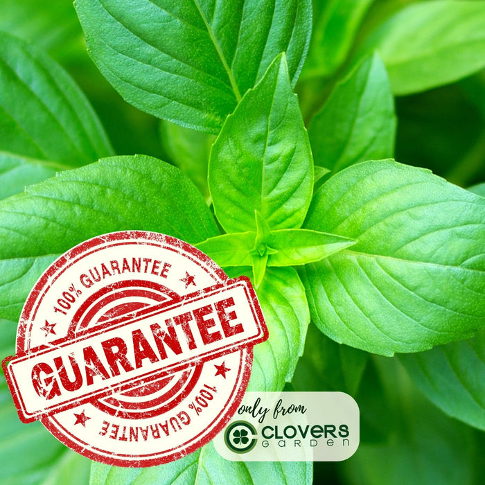 Sweet Basil | Two Live Herb Plants | Non GMO, Gardener Favorite, Harvest All Season