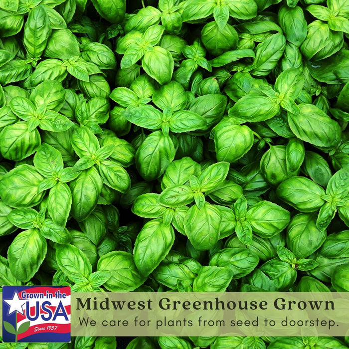 Sweet Basil | Two Live Herb Plants | Non GMO, Gardener Favorite, Harvest All Season